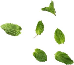 toppng.com mint leaves mint leaf 625x553 2